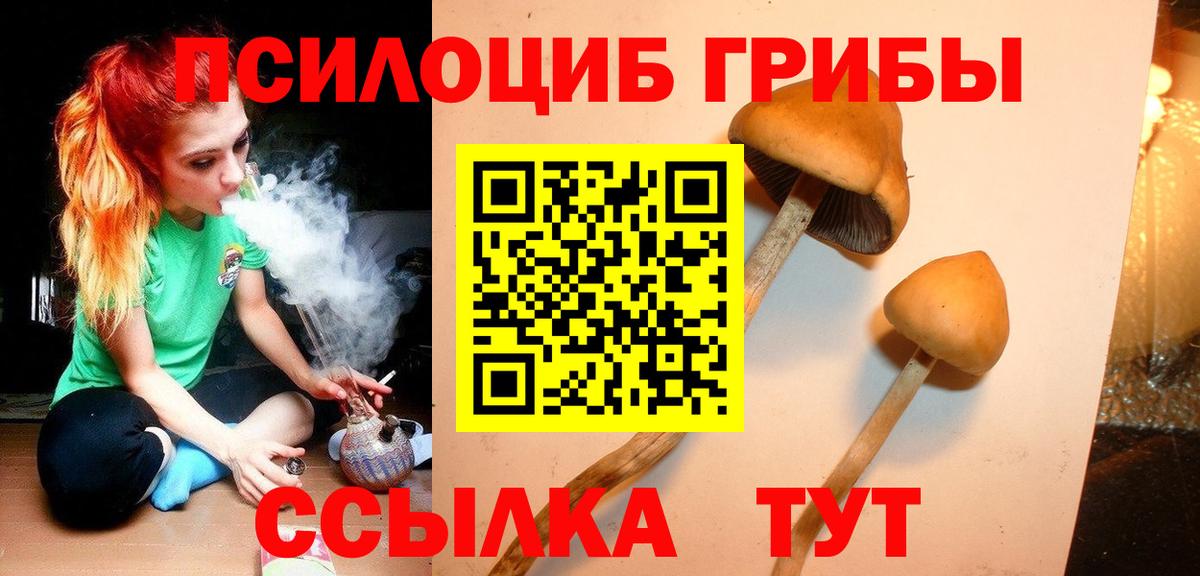 Псилоцибиновые грибы Psilocybe Луховицы